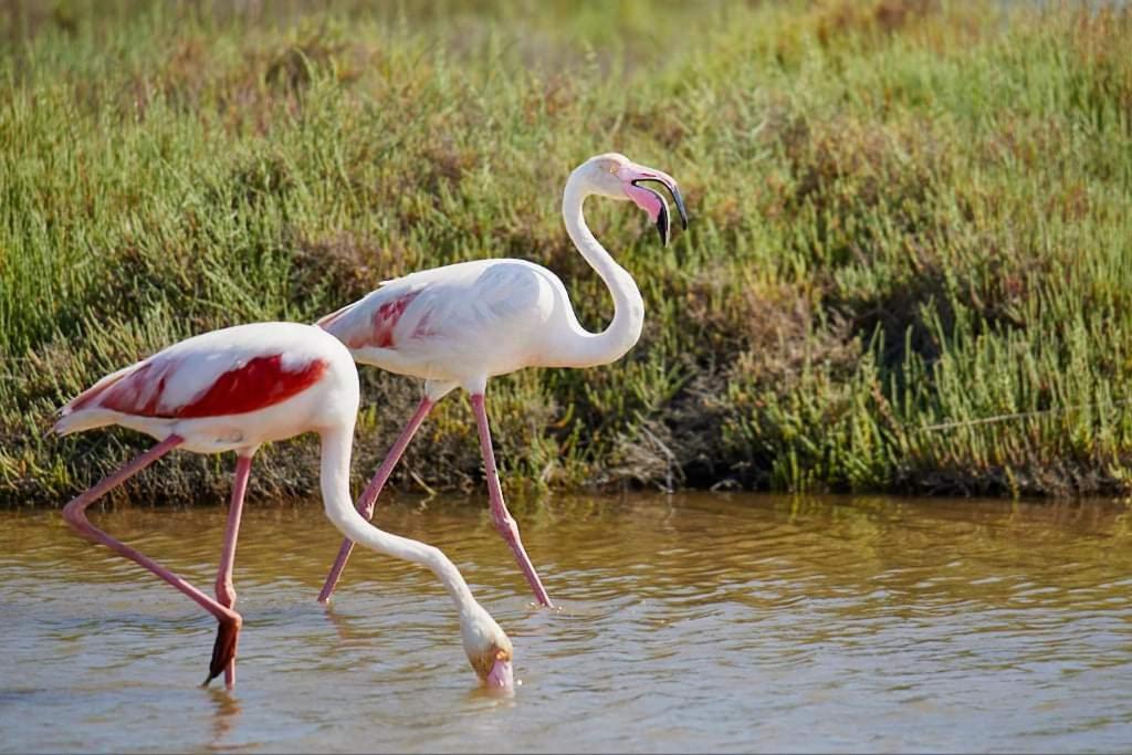 Exclusivo Chalet A Pie De Costa Альканар Экстерьер фото
